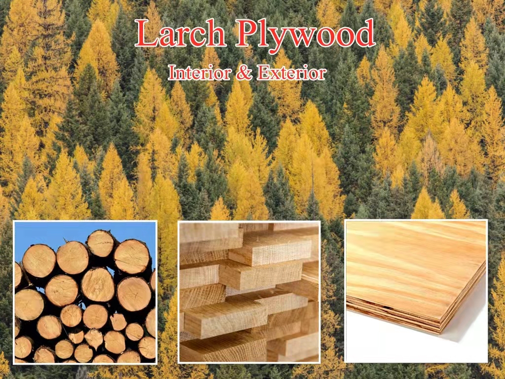 larch plywood#2